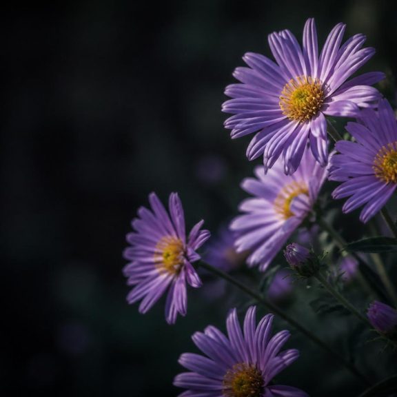feature-aster-IGRt0suF