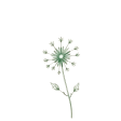 flower-aster-CzZnDYYB
