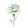 flower-carnation-kSEMpuhf
