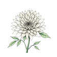 flower-chrysanthemum-BjbvOWIy