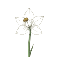 flower-daffodil-DgyZuCnM