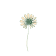 flower-daisy-BE8oUAhy