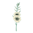 flower-gladiolus-CdowcYic