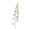 flower-larkspur-BKEw_V34