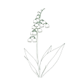 flower-lily-DuhRd0_-