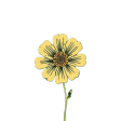 flower-marigold-By1HRk1r
