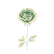 flower-rose-Bbt-LzNw